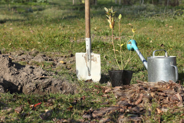 istock planting berry bushes in autumn 1434905013