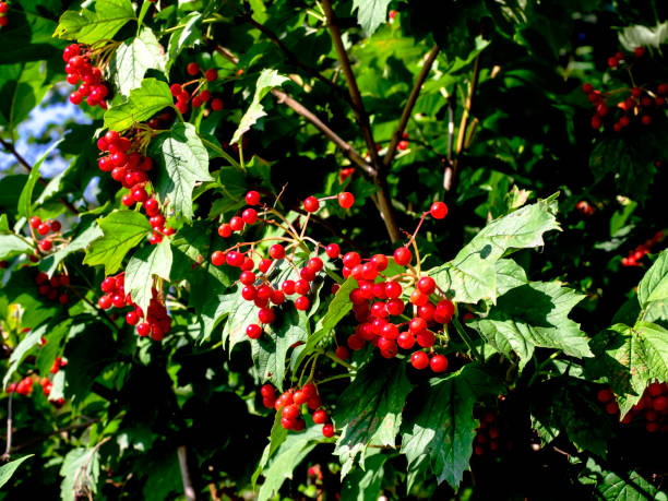 istock bright red ripe viburnum berries on a bush 1434906007