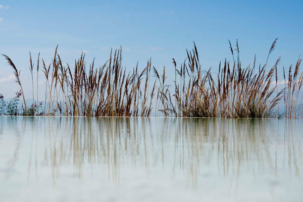 Natural green reeds plant with still water in pond