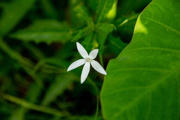 istock Star of Bethlehem or madam fate 1434910121