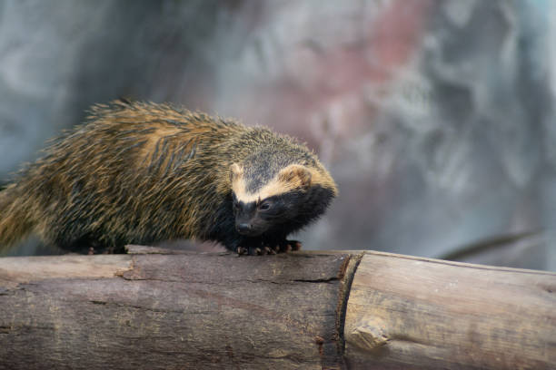 wild ferret with blurry background