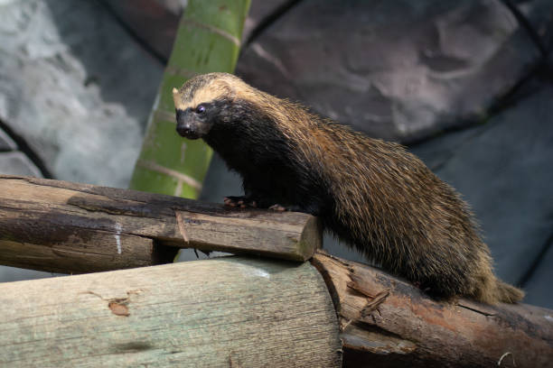 istock wild ferret with blurry background 1434910173
