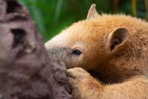 fourmilier mangeant des termites - southern tamandua photos et images de collection