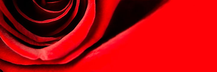 Macro image of a rose bloom