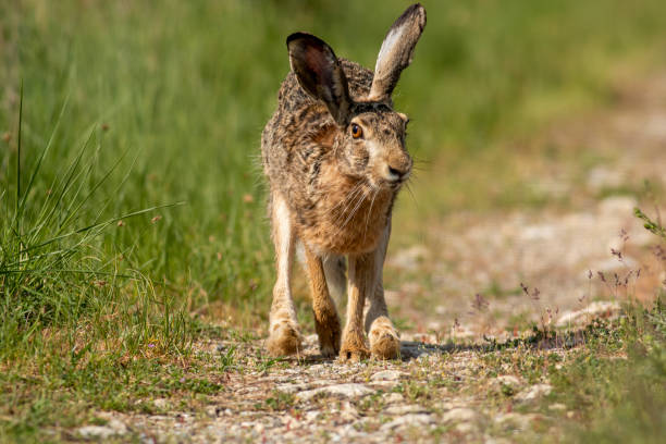 istock European Hare on dirty road 1434913244