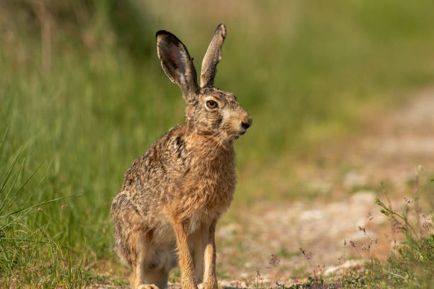 istock European Hare on dirty road 1434913365