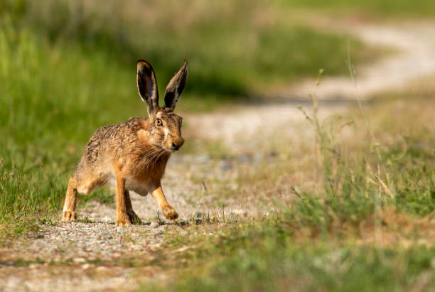 istock European Hare on dirty road 1434913773