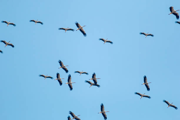 istock Flock of white storks flying in the sky 1434914819