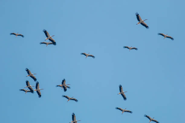 istock Flock of white storks flying in the sky 1434915143