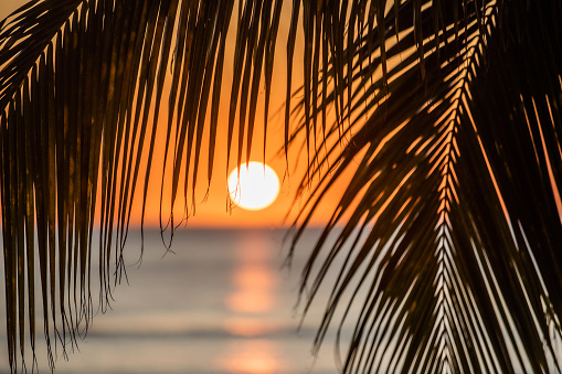 Sunsetting silhouetting palms