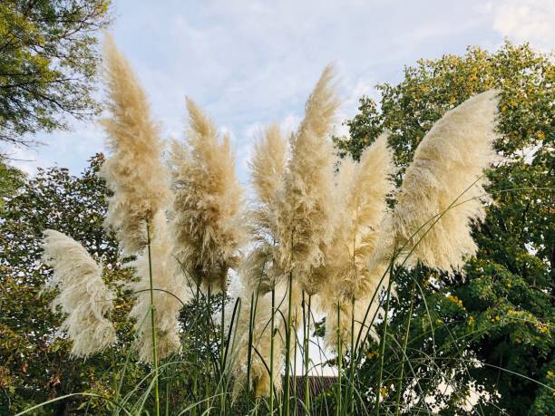 istock Bush of white, soft Pampas grasses 1434916517