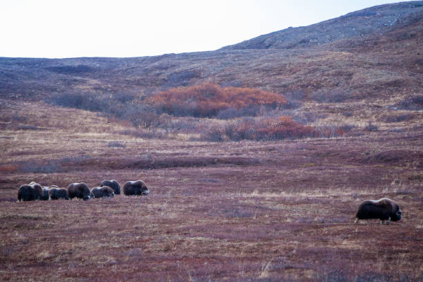 Musk Ox in Fall in Nome, Alaska