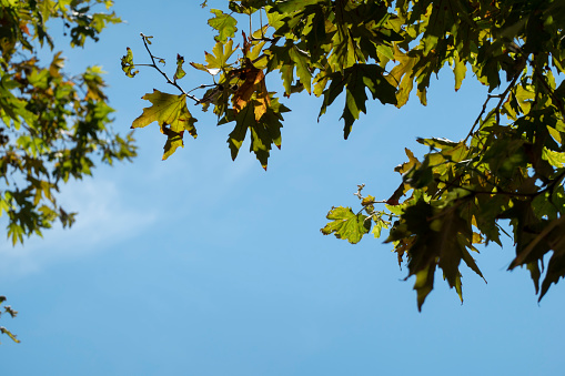 Green chestnut leaf backlit in the forest with branches horizontally