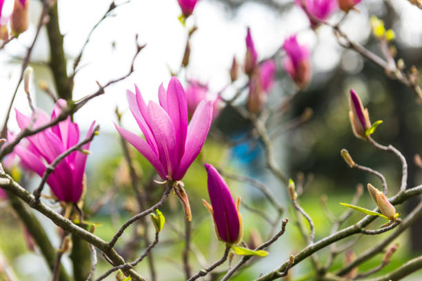 istock Beautiful pink spring Magnolia flowers. 1434923337