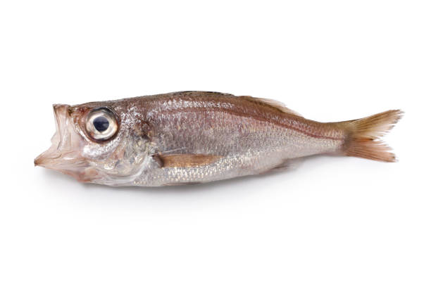 istock Delicious deep-sea fish that are not yet famous (Silvergray seaperch ) 1434923527
