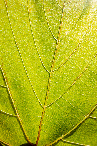 Vine leaf surface macro