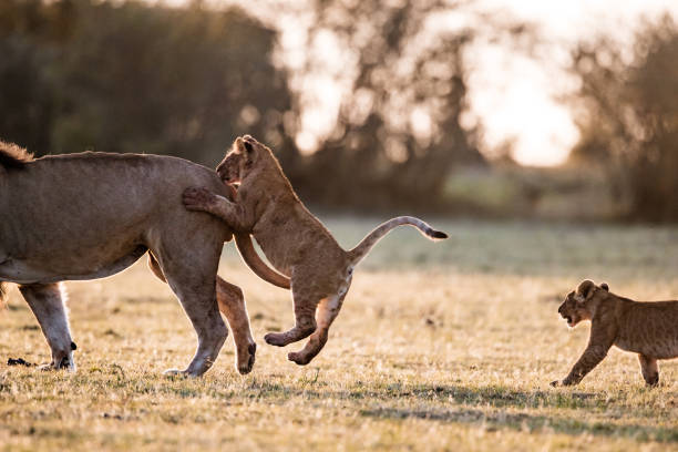istock Playful lion cub with lion. 1434923731