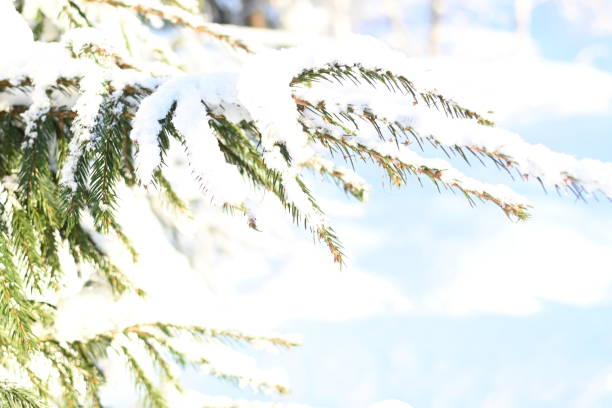 spruce branch under the snow in the sun