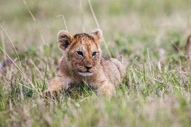 istock Lion cub relaxing in grass. 1434923841