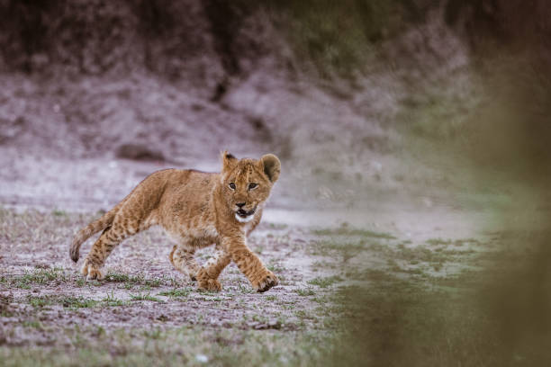 istock Cute lion cub running in the wild. 1434923947