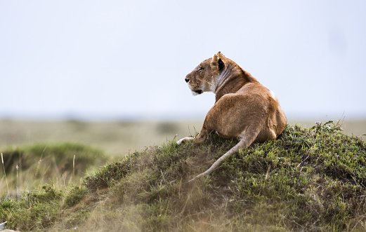 Female lion relaxing in Masai Mara wilderness. Copy space.