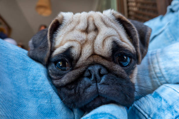 istock Portrait of a pug dog 1434923981