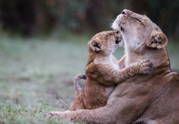 Playful lion cub playing with his mother in the wild. Copy space.