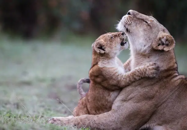 Playful lion cub playing with his mother in the wild. Copy space.