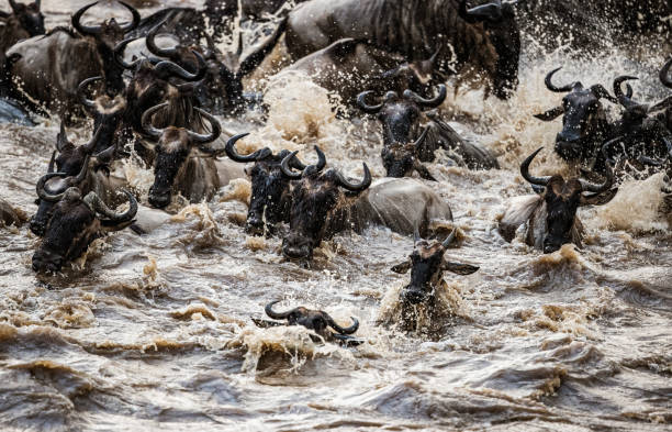istock Herd of wildebeest migrating across Mara river. 1434924049