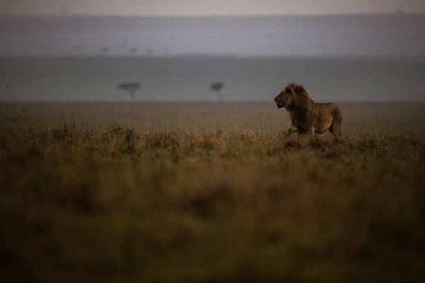 istock Male lion in the wild. 1434924100