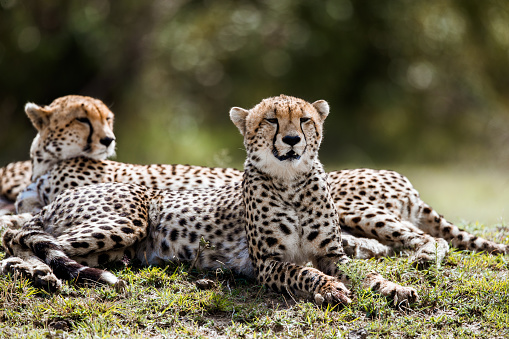 African cheetahs relaxing in grass. Copy space.