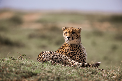 Cheetah (Acinonyx jubatus) portrait, lying down on savanna, Ngorongoro conservation area, Tanzania.