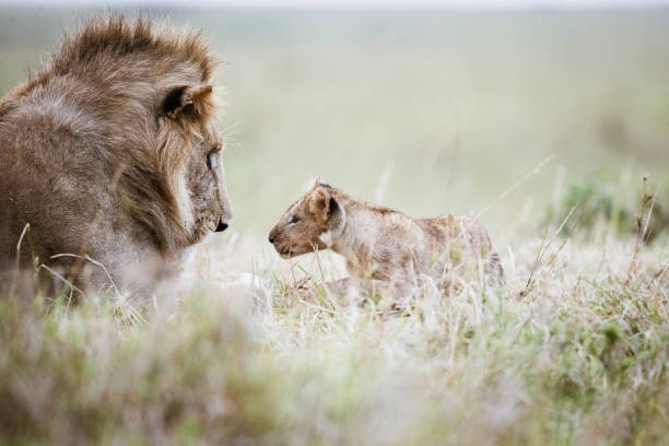 istock Lion and cub in the wild. 1434924288