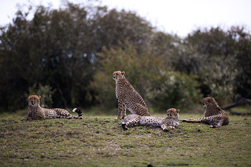 Group of African cheetahs relaxing in grass in the wild. Copy space.