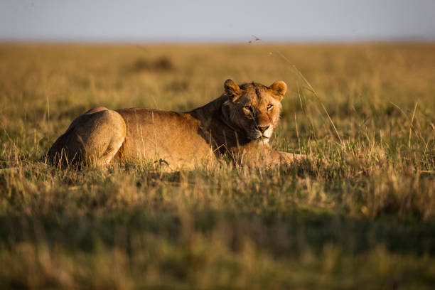 istock Lioness relaxing in Masai Mara. 1434924808