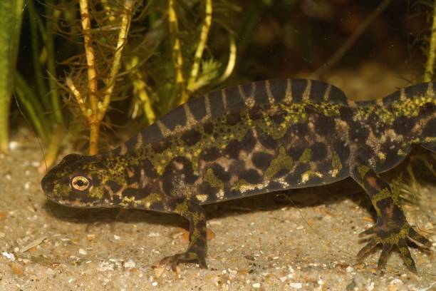 istock Closeup of a Marbled newt (Triturus marmoratus) 1434925368