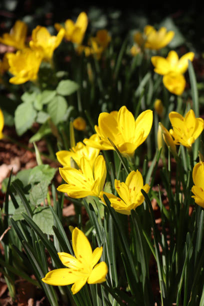 istock Autumnal yellow Crocus flowers 1434925438