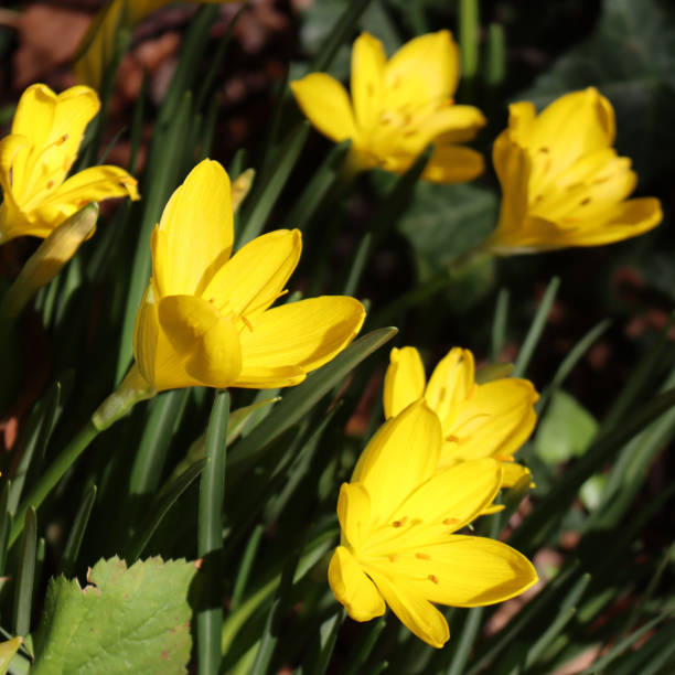 istock Autumnal yellow Crocus flowers 1434925440