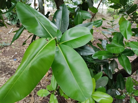 A large Beauty Leaf or Domba tree (Calophyllum Inophyllum)  leaves close up.  Ayurvedic medicinal plant.