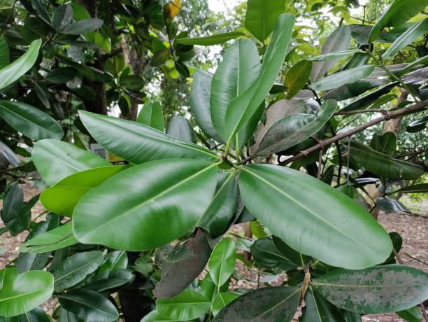 istock A large Beauty Leaf or Domba tree (Calophyllum Inophyllum)  leaves close up. 1434926150