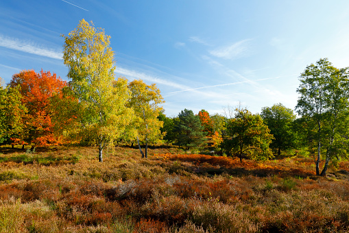 Heath landscape Wahner Heide in autumn