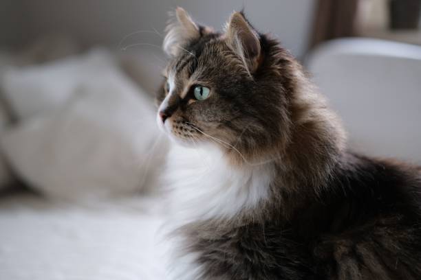 closeup of adorable siberian cat on the sofa staring straight - sibirisk katt bildbanksfoton och bilder