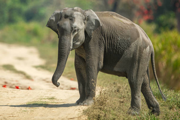 istock THE GENTLE GIANT 1434927530