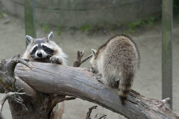 istock Raccoons playing on the tree branch in the zoo 1434928113