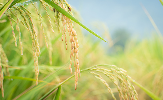 a sheaf of rice with soft grains came out as a bouquet. Close-up of grains in the fields Blurred background with rice leaves. The main agricultural crops of Thailand