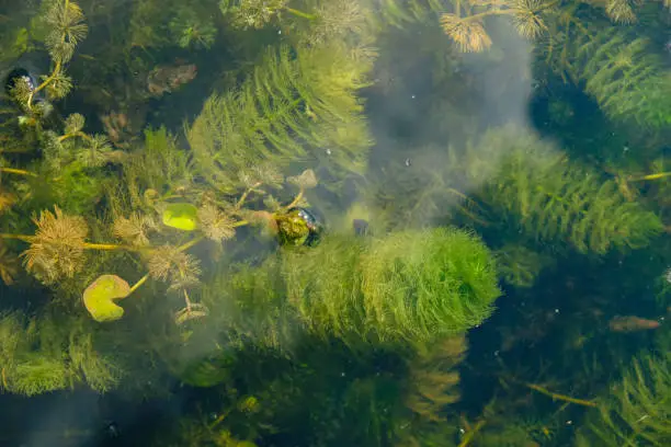 Chara algae, green algae. Underwater. Top view.
