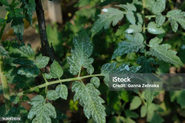 Preventive Treatment Of Tomato Diseases Bordeaux Mixture Or Bordo Mix On The Tomato Leaves Stock Photo - Download Image Now