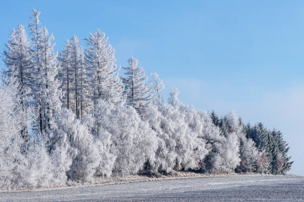 istock Winter landscape, winter trees covered with frost. 1434931555