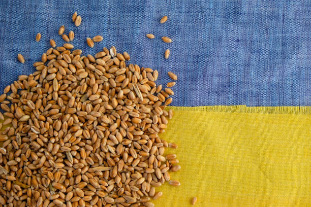 istock Wheat grain on the Ukrainian flag background. Copy space. 1434931559