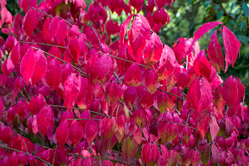 Bright red autumn leaves of ornamental shrub Euonymus alatus Compactus